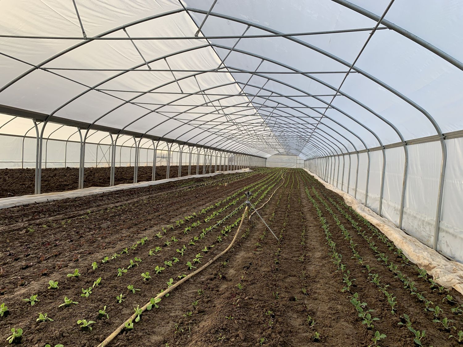 Folientunnel mit Reihen junger Salatpflanzen