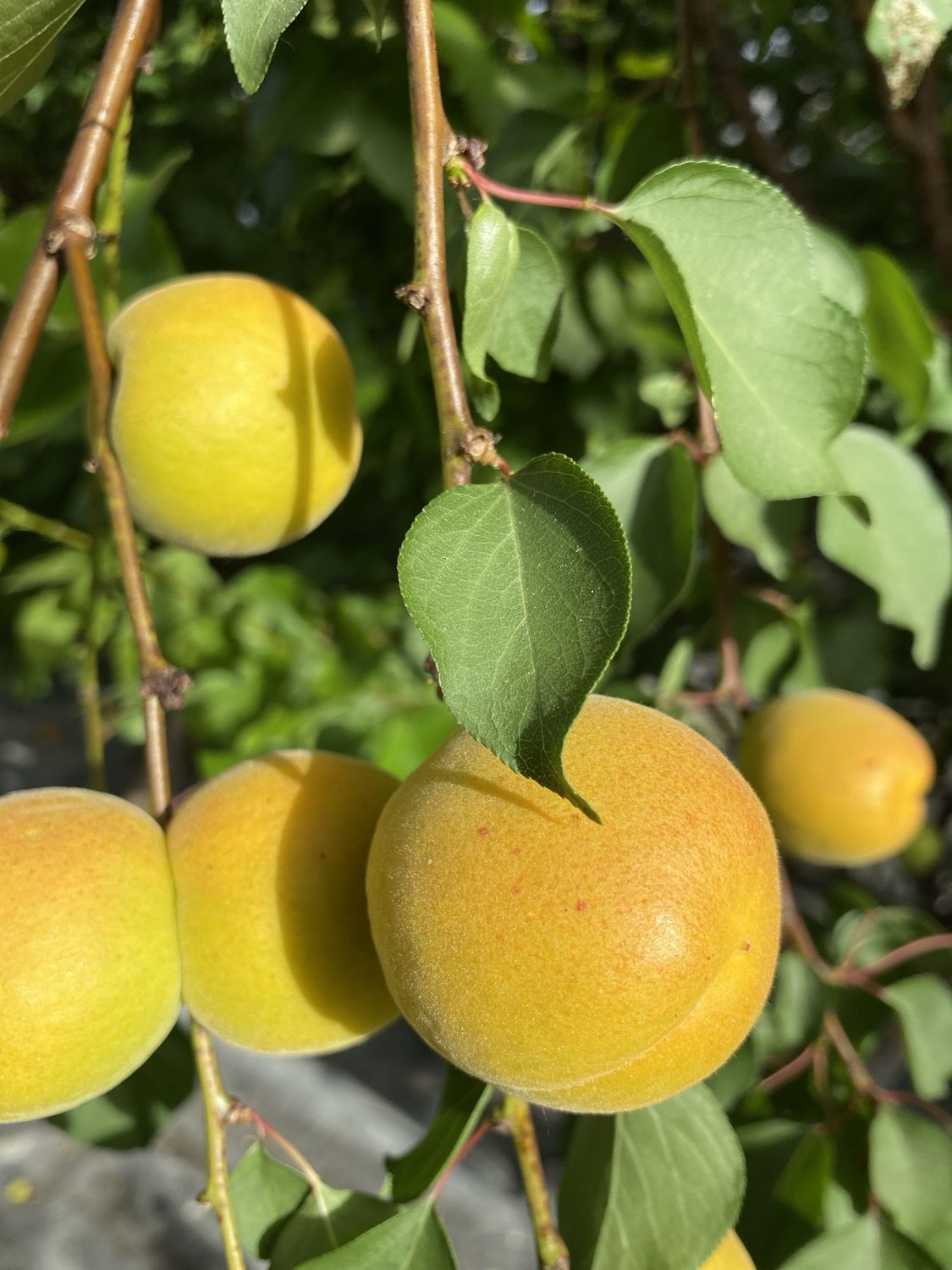 Reife Aprikosen am Baum