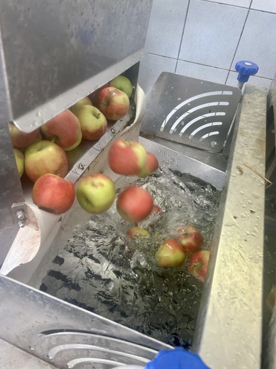 Äpfel im Wasserbad der Waschanlage