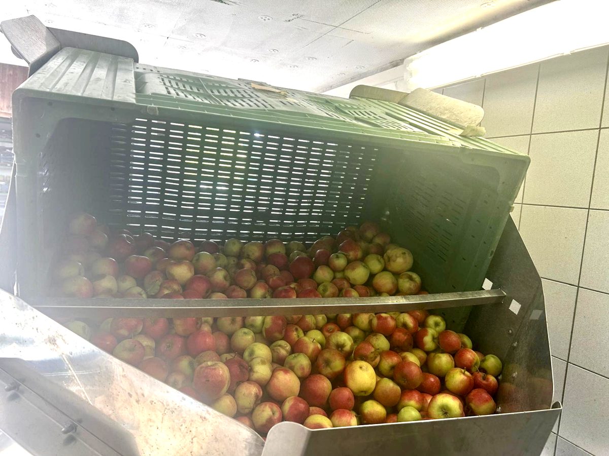 Äpfel werden in die Waschanlage eingekippt